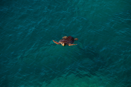 Big sea turtle in Mediterranean Sea swimming at the beach near Antalya, Turkey, closeupの写真素材