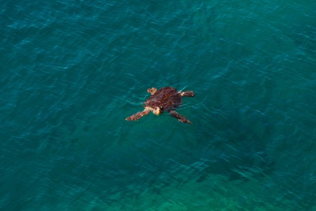 Big sea turtle in Mediterranean Sea swimming at the beach near Antalya, Turkey, closeupの写真素材