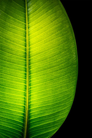 Indian Ficus Elastica leaf illuminated with light through, isolated at black background, closeup,...