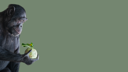Portrait of troubled Chimpanzee in profile holding a cabbage isolated at smooth green backgroundの写真素材