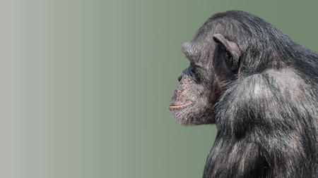 Portrait of curious wondered Chimpanzee at smooth uniform background and paste spaceの写真素材