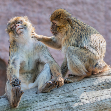 Two young macaques taking care of each otherの写真素材