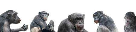 Banner of group of chimpanzees portraits isolated on white background