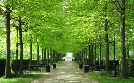 Tree lined walkway at the parkの写真素材