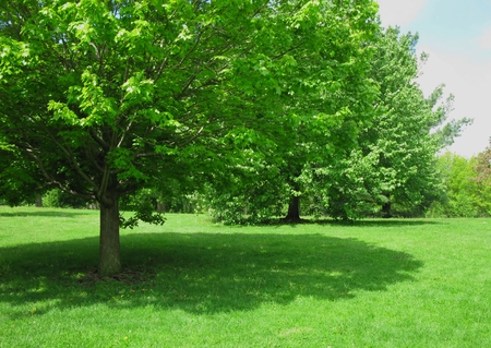 Shade tree at the parkの写真素材