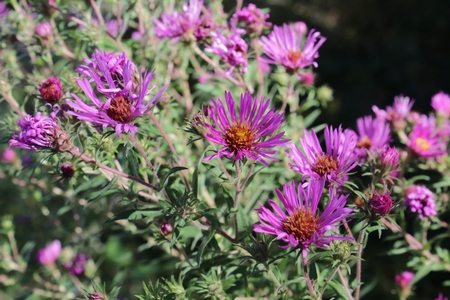 Purple wildflowers bushの写真素材