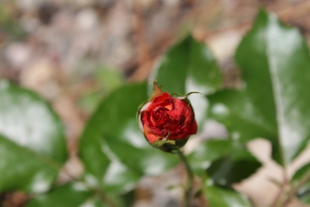 Red rose bud in focus with blurred backgroundの写真素材