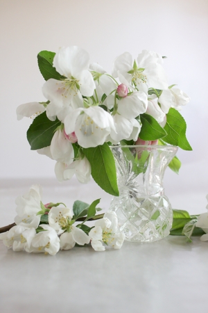 White apple blossom flowers verticalの写真素材