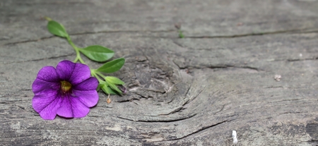 Purple flower by knotholeの写真素材
