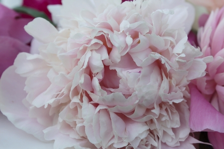 Light pink peony flower close-upの写真素材