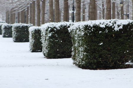 Snow covered bushesの写真素材