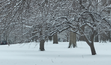 Snow covered treesの写真素材