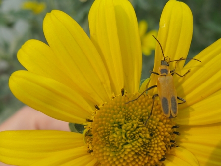 Yellow insect on yellow flowerの写真素材