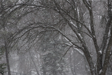 Snowing in the woodsの写真素材