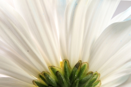 White flower petalsの写真素材