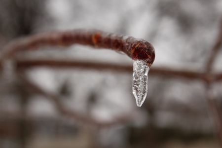 Icicle on end of tree branch, closeupの写真素材