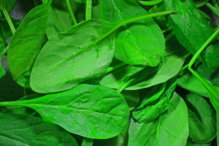 Green spinach leaves