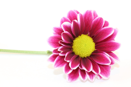 Purple dahlia flower isolated on white backgroundの写真素材
