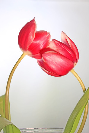 Two pink tulip stems bending toward each otherの写真素材