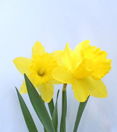 Two yellow daffodils isolated on white backgroundの写真素材