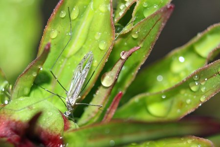 Mosquito on green leaf with rain dropsの写真素材
