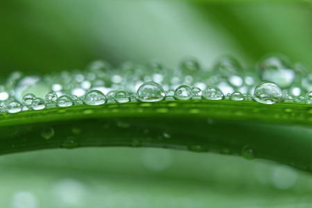 Water drops lined up on green leafの写真素材
