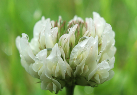 White clover with water drops, close-upの写真素材