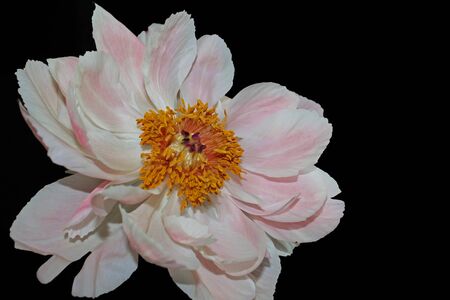 Pink peony flower close-up on black backgroundの写真素材
