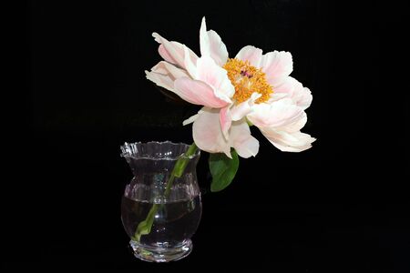 Pink peony in vase with black backgroundの写真素材