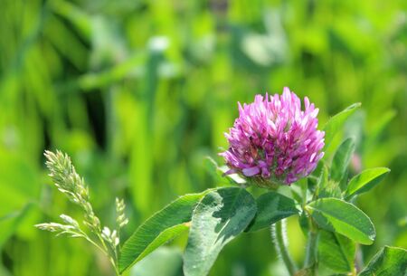Purple clover with green grass backgroundの写真素材
