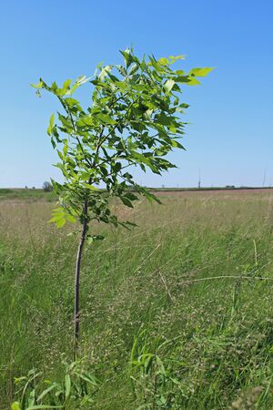 One tree with blue sky and green grassの写真素材