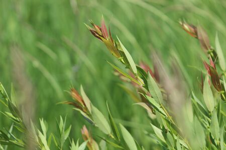 Red tipped prairie grassの写真素材