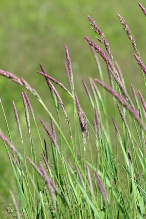 Purple prairie grassの写真素材