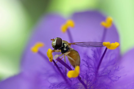 Hoverfly on purple spiderwort flower
