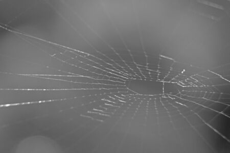 Spider web in black and whiteの写真素材