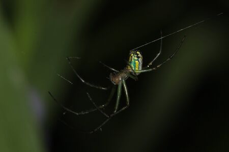 Garden spider on web in gardenの写真素材