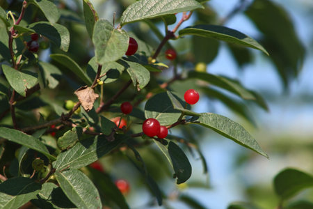 Tree with red berries and green leaves