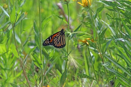 Monarch butterfly on a plant in the meadowの写真素材