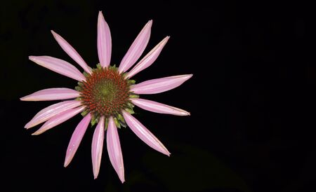 Pink coneflower isolated on black backgroundの写真素材