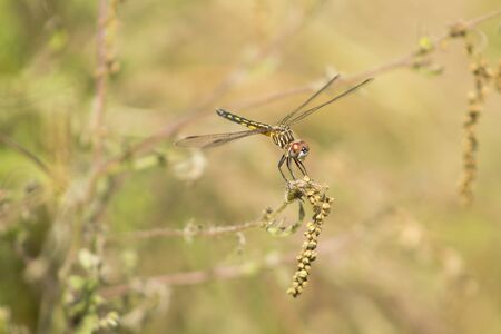 Dragonfly in meadow close-upの写真素材