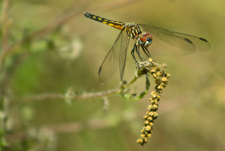 Black and yellow dragonfly at rest on green plant close-up