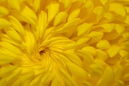 Center of yellow dahlia flower close-upの写真素材