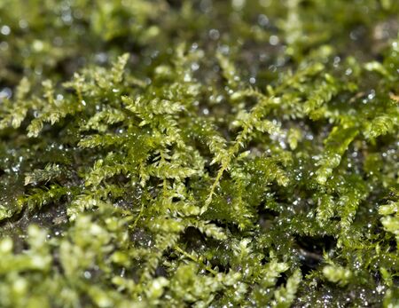 Close-up photo of green mossの写真素材