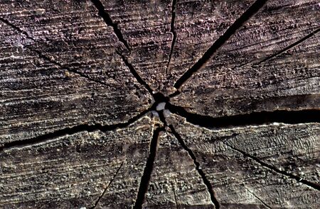 Cracks in wooden logの写真素材