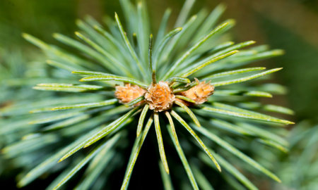 Spruce needles and cones closeup