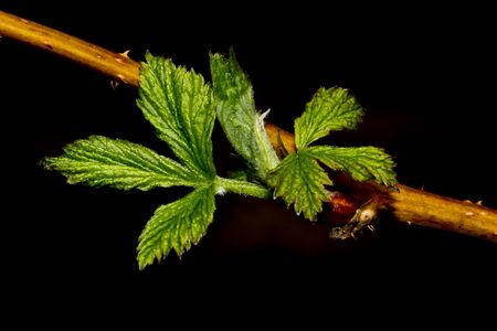New leaves of raspberry plant isolated on black backgroundの写真素材