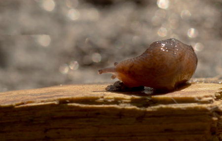 Banana slug on wood with bokeh backgroundの写真素材