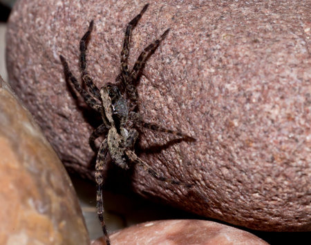 Wolf spider closeup
