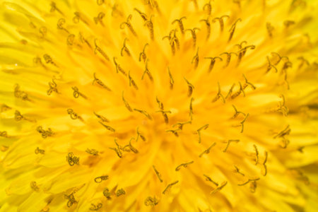 Yellow dandelion closeup