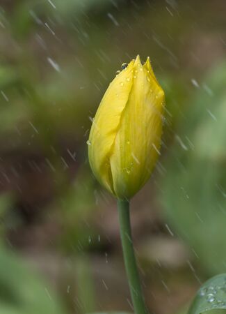 Yellow tulip in the rainの写真素材